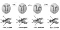 Variación fenotípica en moscas Drosophila